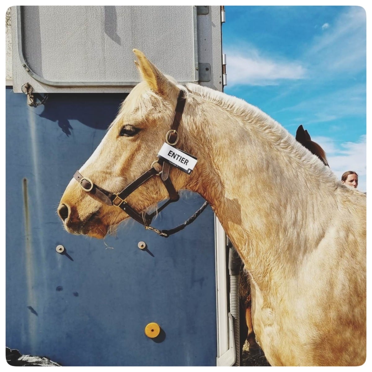 received_229841162741886-01