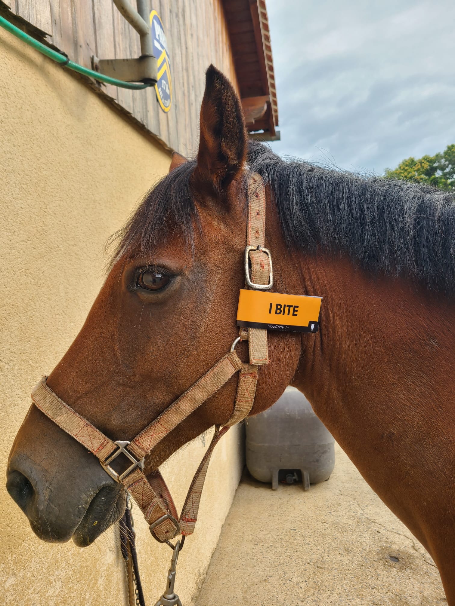 Scratch préventif HippiCode Scratch préventif HippiCode