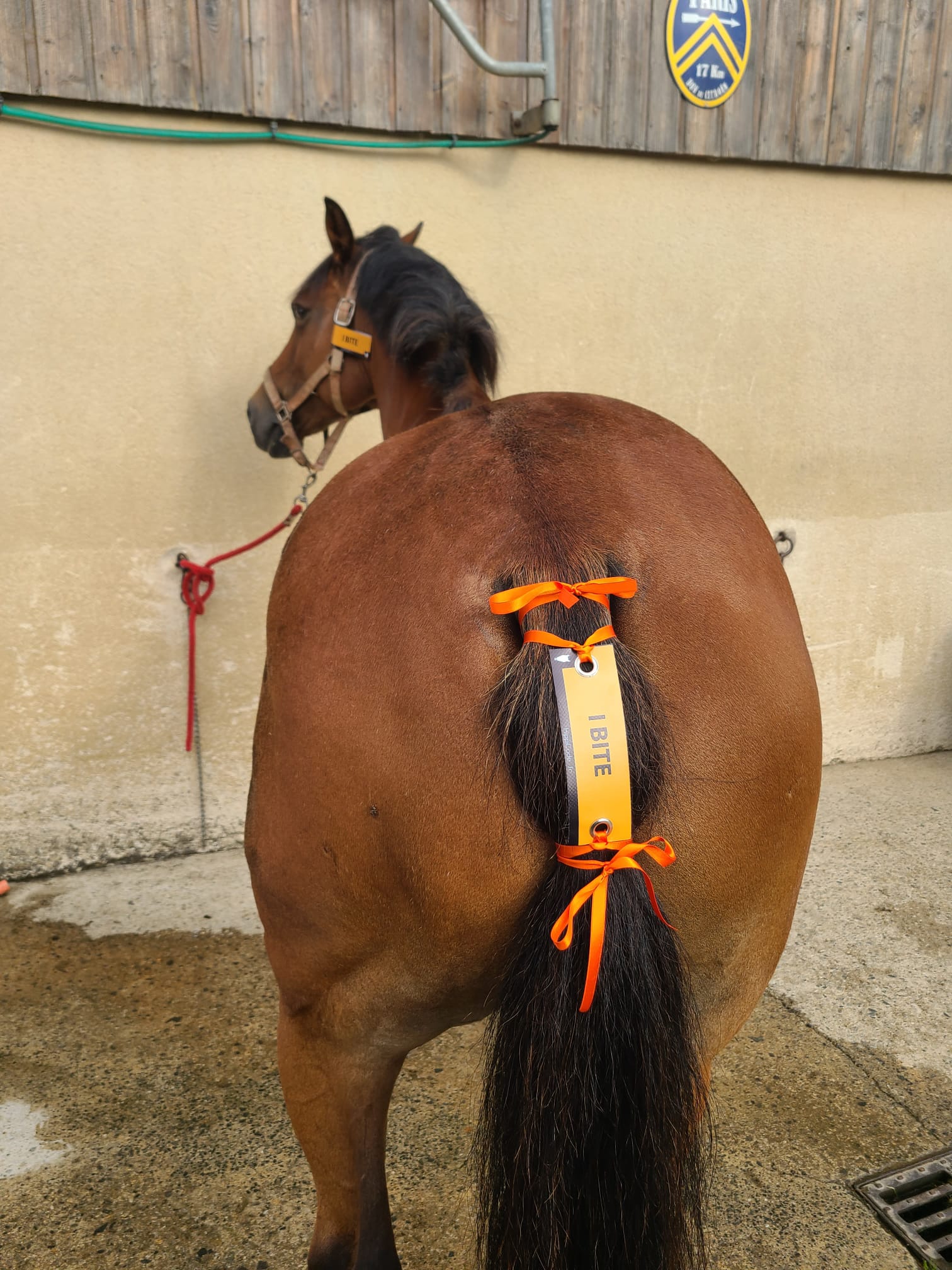 Oeillet préventif HippiCode Oeillet préventif HippiCode