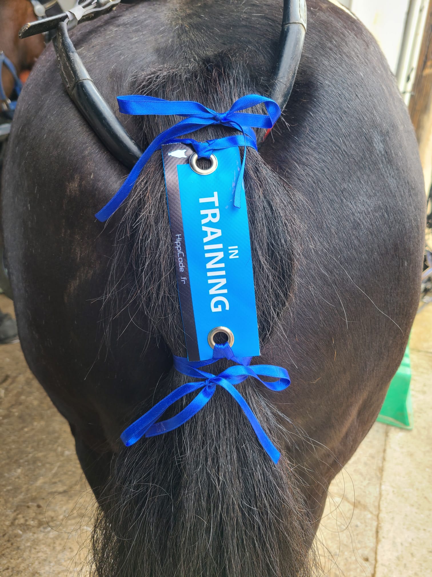 Oeillet préventif HippiCode Oeillet préventif HippiCode