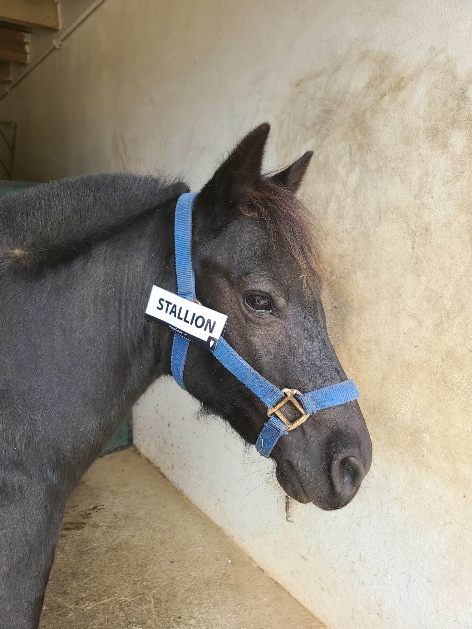 Scratch préventif HippiCode Scratch préventif HippiCode