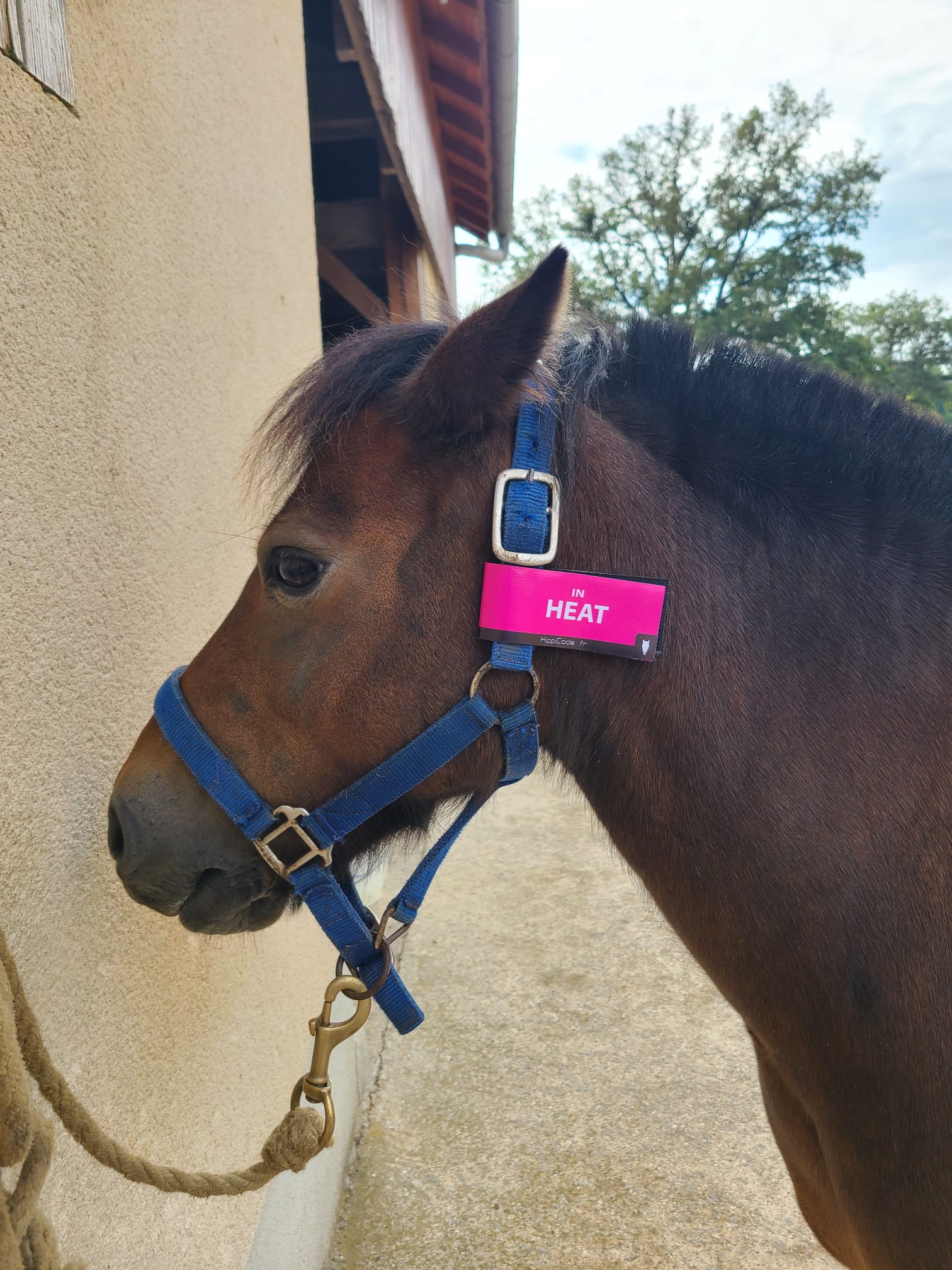 Scratch préventif HippiCode Scratch préventif HippiCode