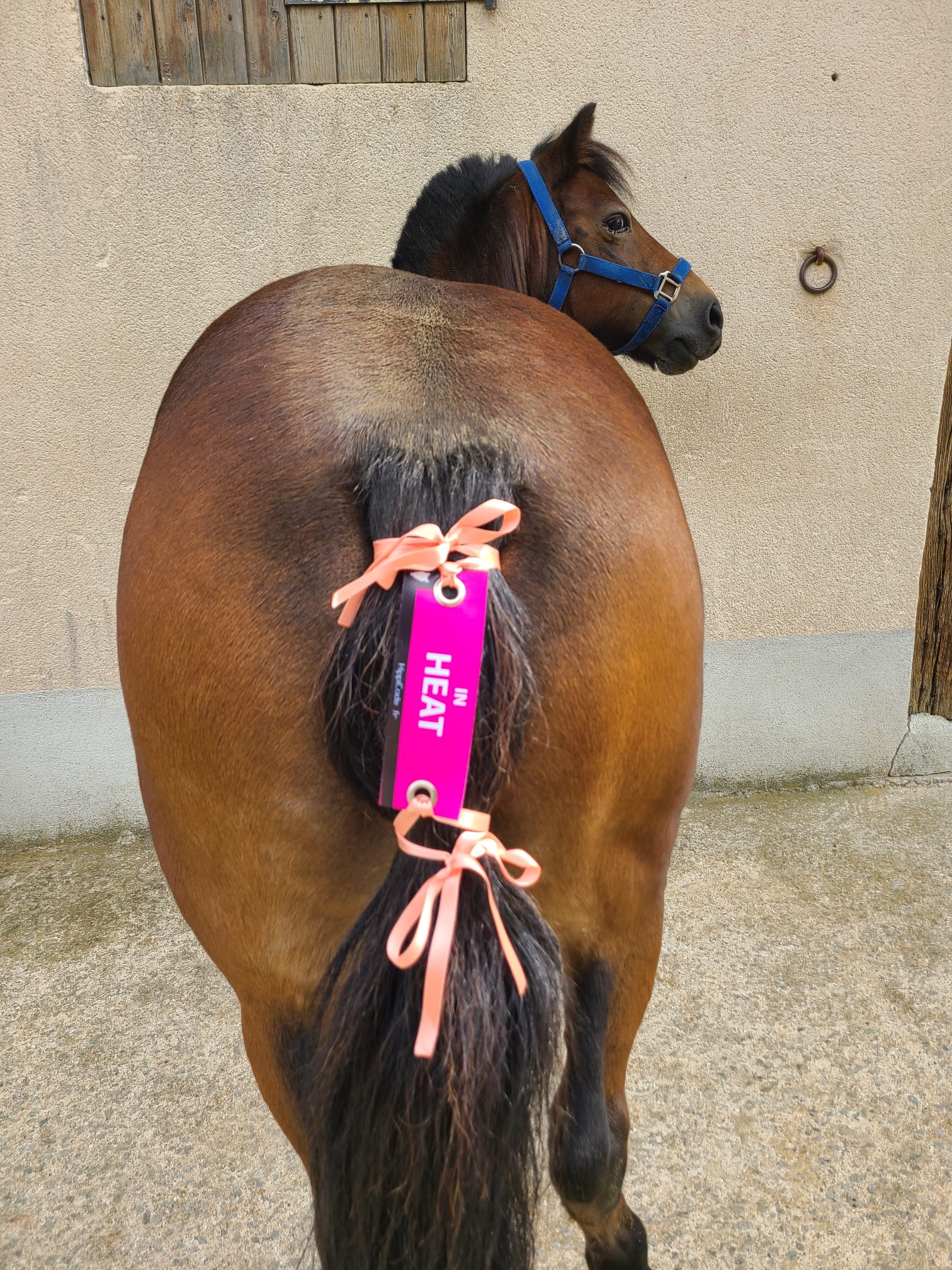 Oeillet préventif HippiCode Oeillet préventif HippiCode