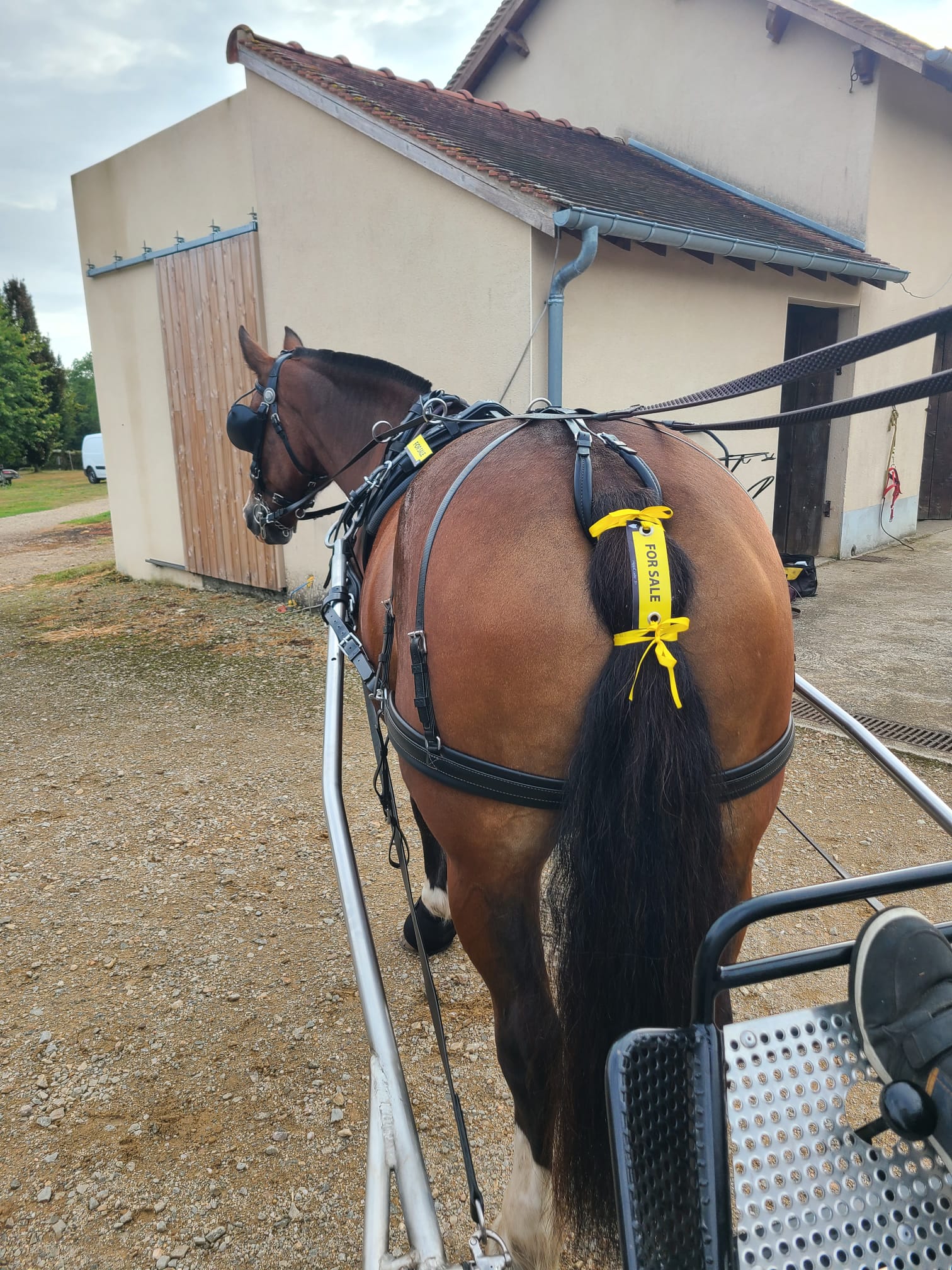 Oeillet préventif HippiCode Oeillet préventif HippiCode