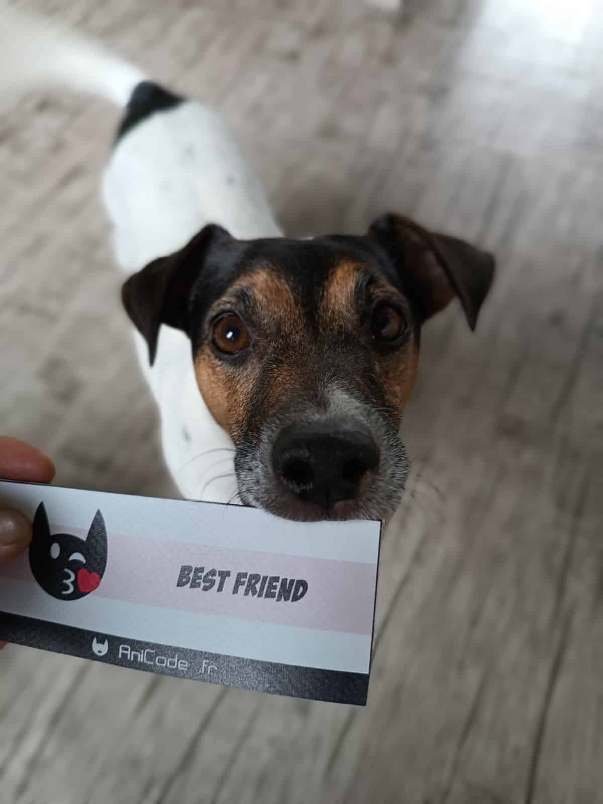 Scratch AniFun CaniCode