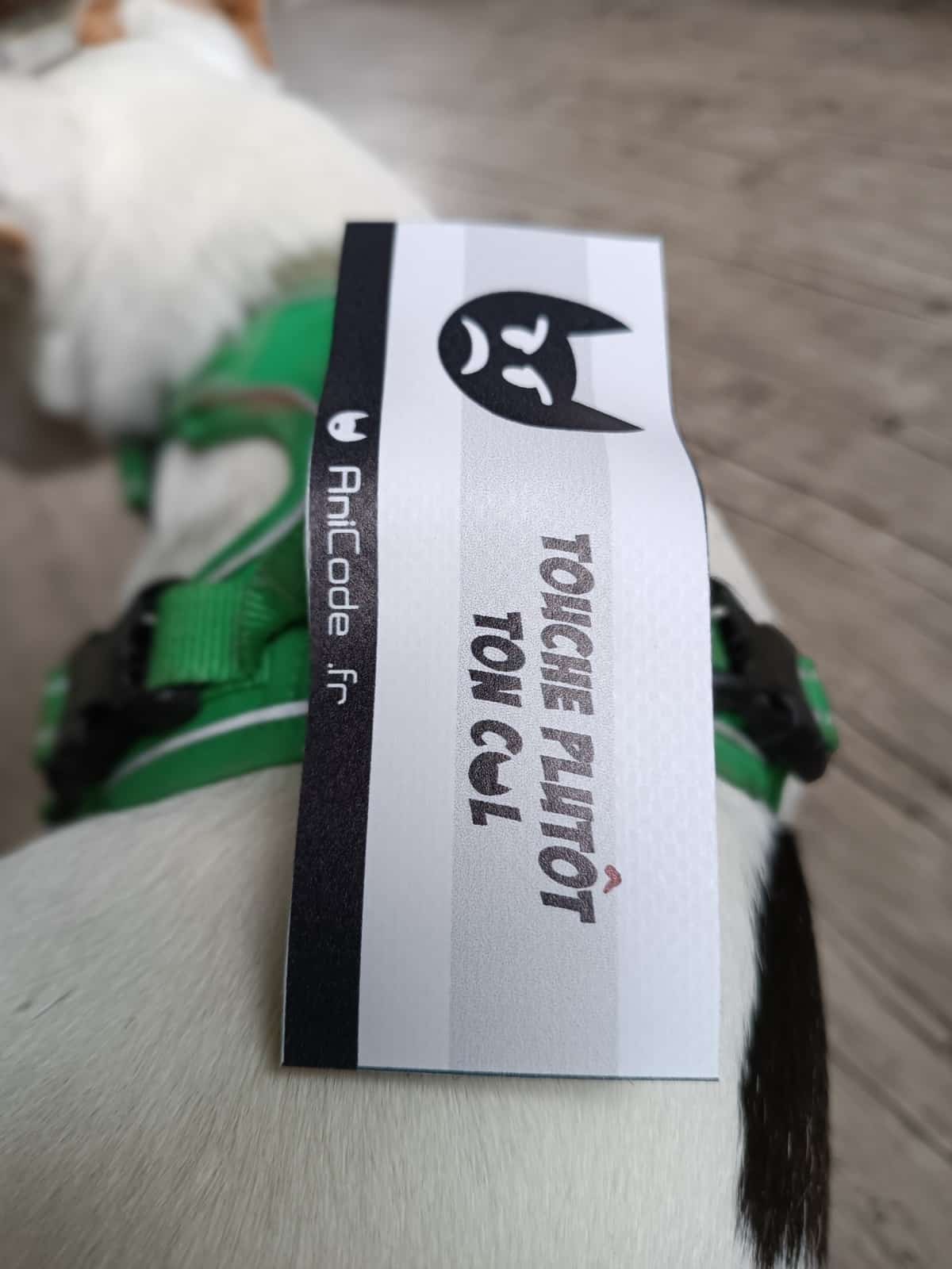 Scratch AniFun CaniCode