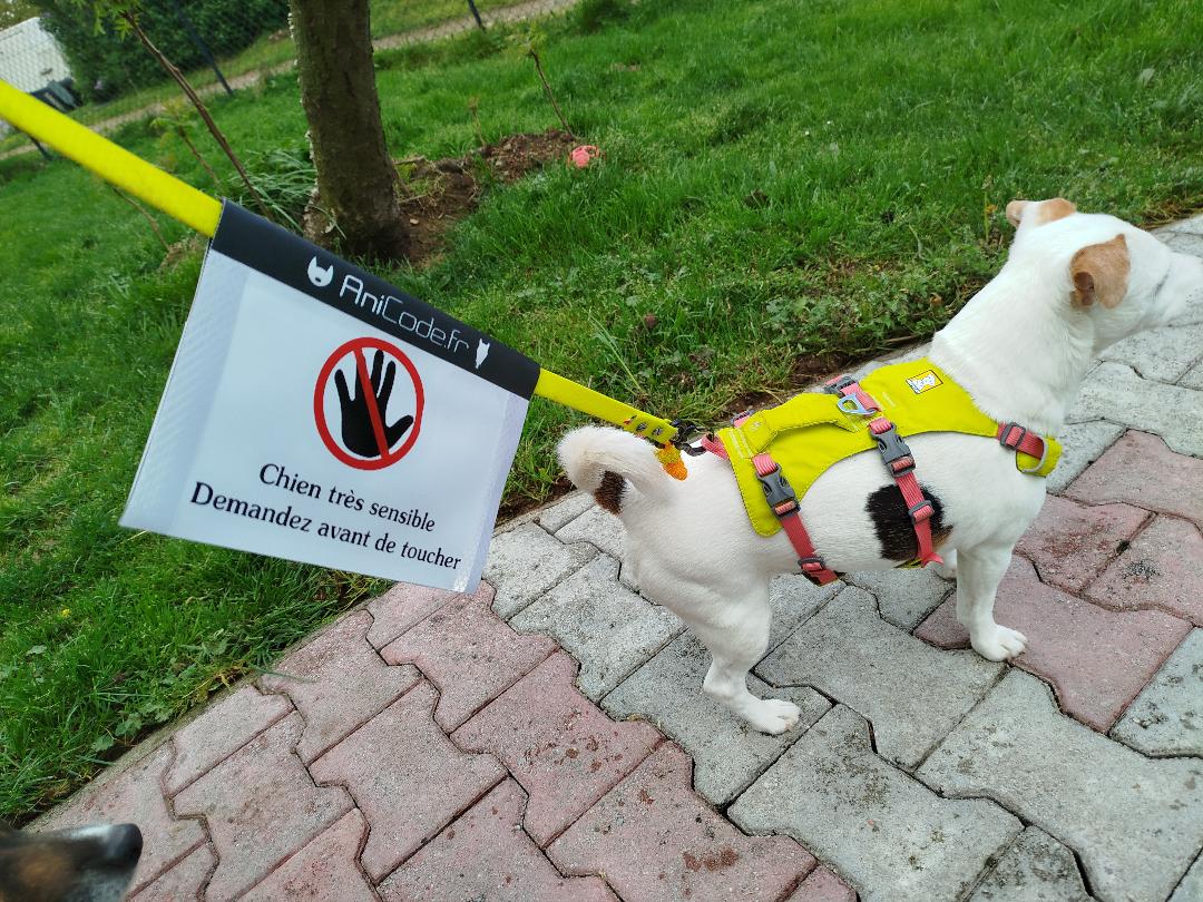 CaniFlag réflechisant à installer sur la laisse pour un maximum de prévention