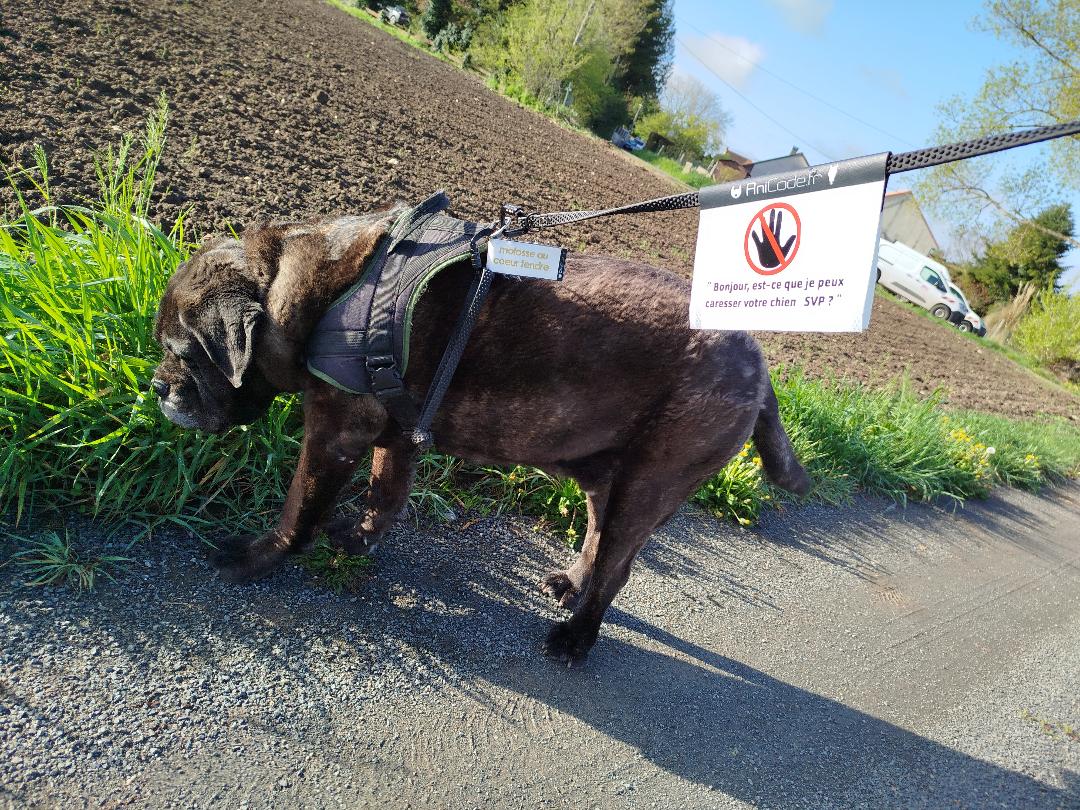 CaniFlag réflechisant à installer sur la laisse pour un maximum de prévention