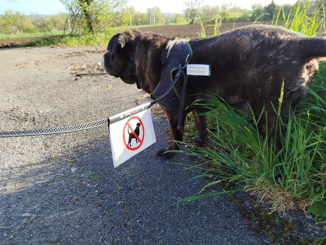 CaniFlag réflechisant à installer sur la laisse pour un maximum de prévention
