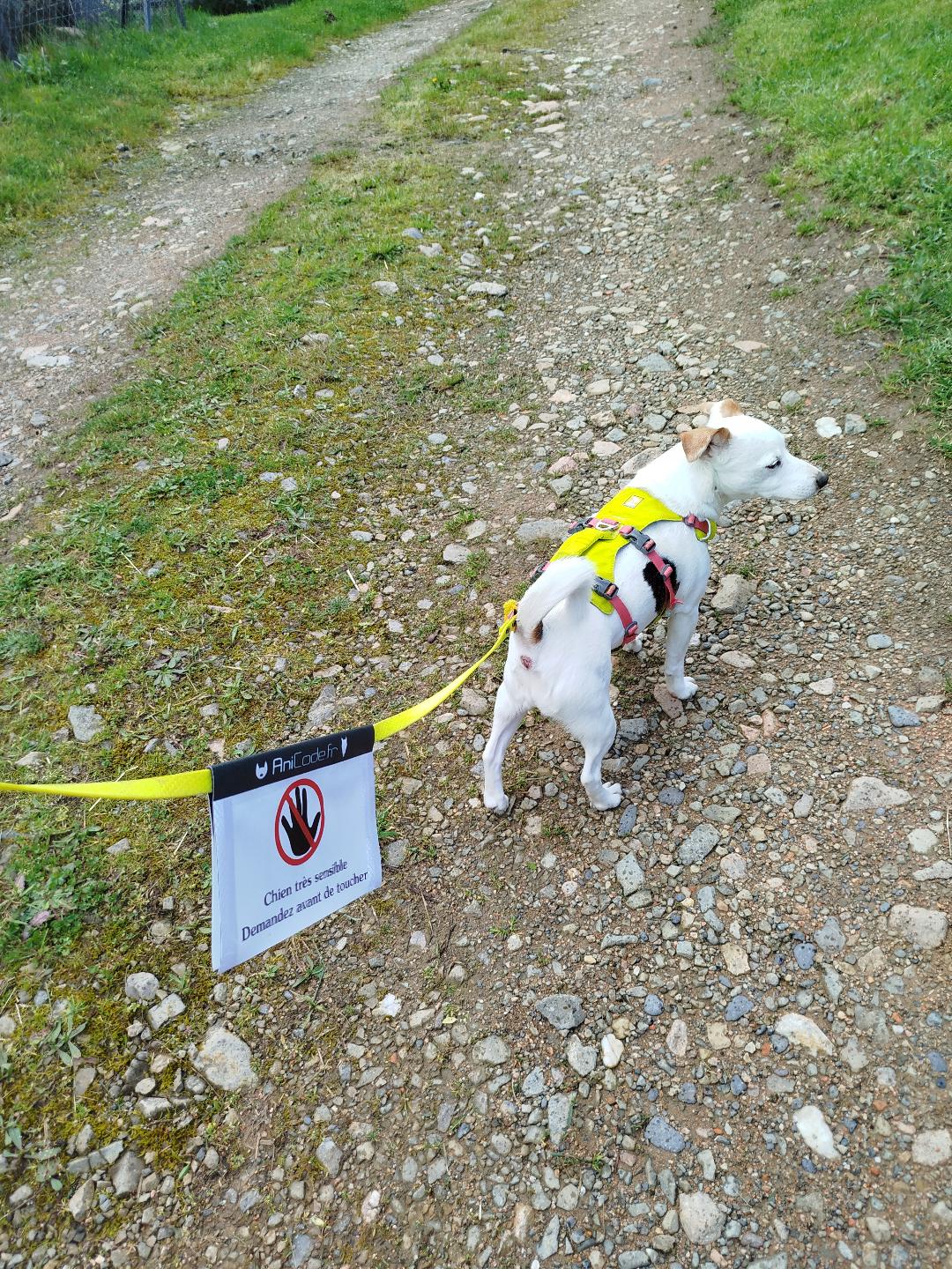 CaniFlag réflechisant à installer sur la laisse pour un maximum de prévention