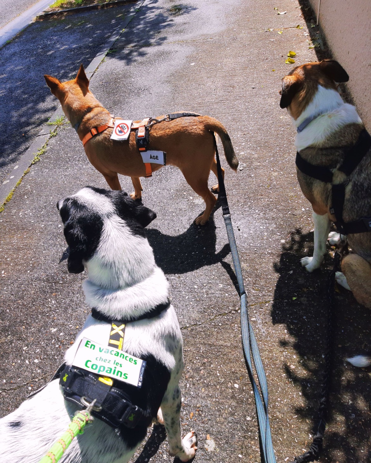 Scratchs préventifs CaniCode installés sur les harnais Scratchs préventifs CaniCode installés sur les harnais