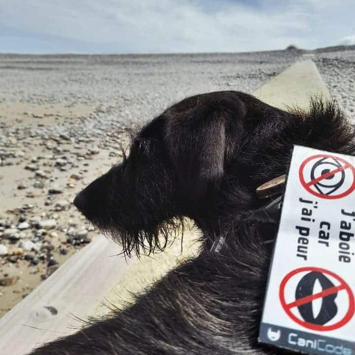 Scratch CaniCode personnalisé Scratch CaniCode personnalisé