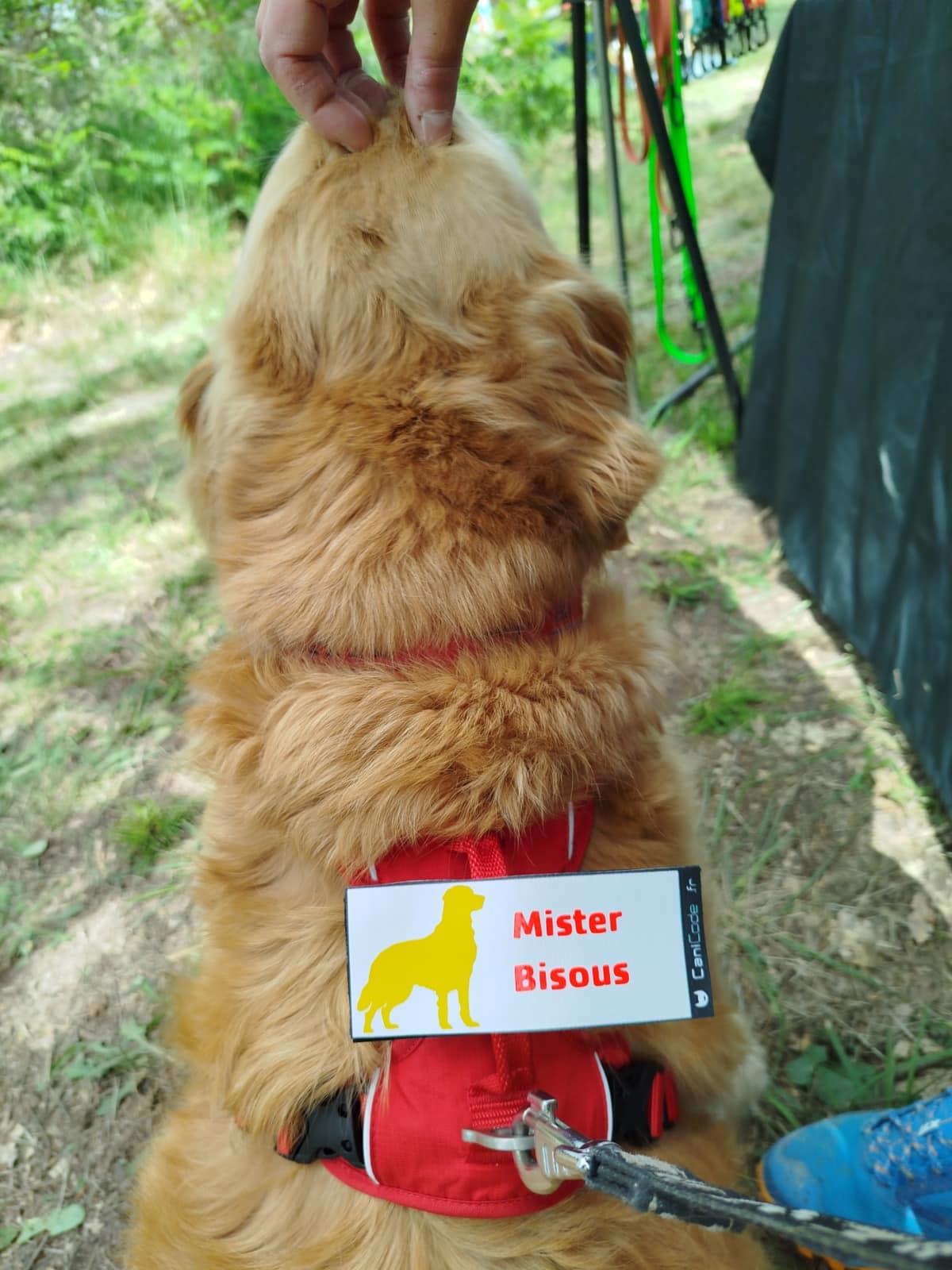 Scratch CaniCode personnalisé Scratch CaniCode personnalisé