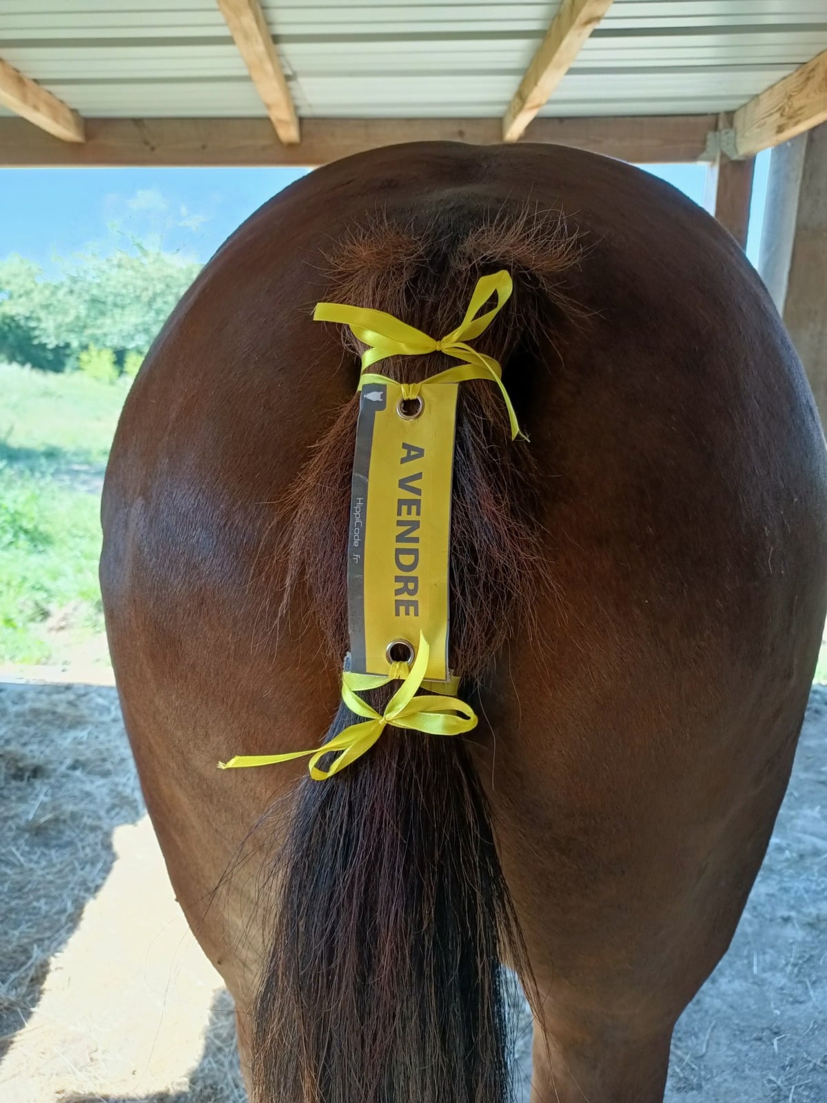 Œillet préventif HippiCode Œillet préventif HippiCode