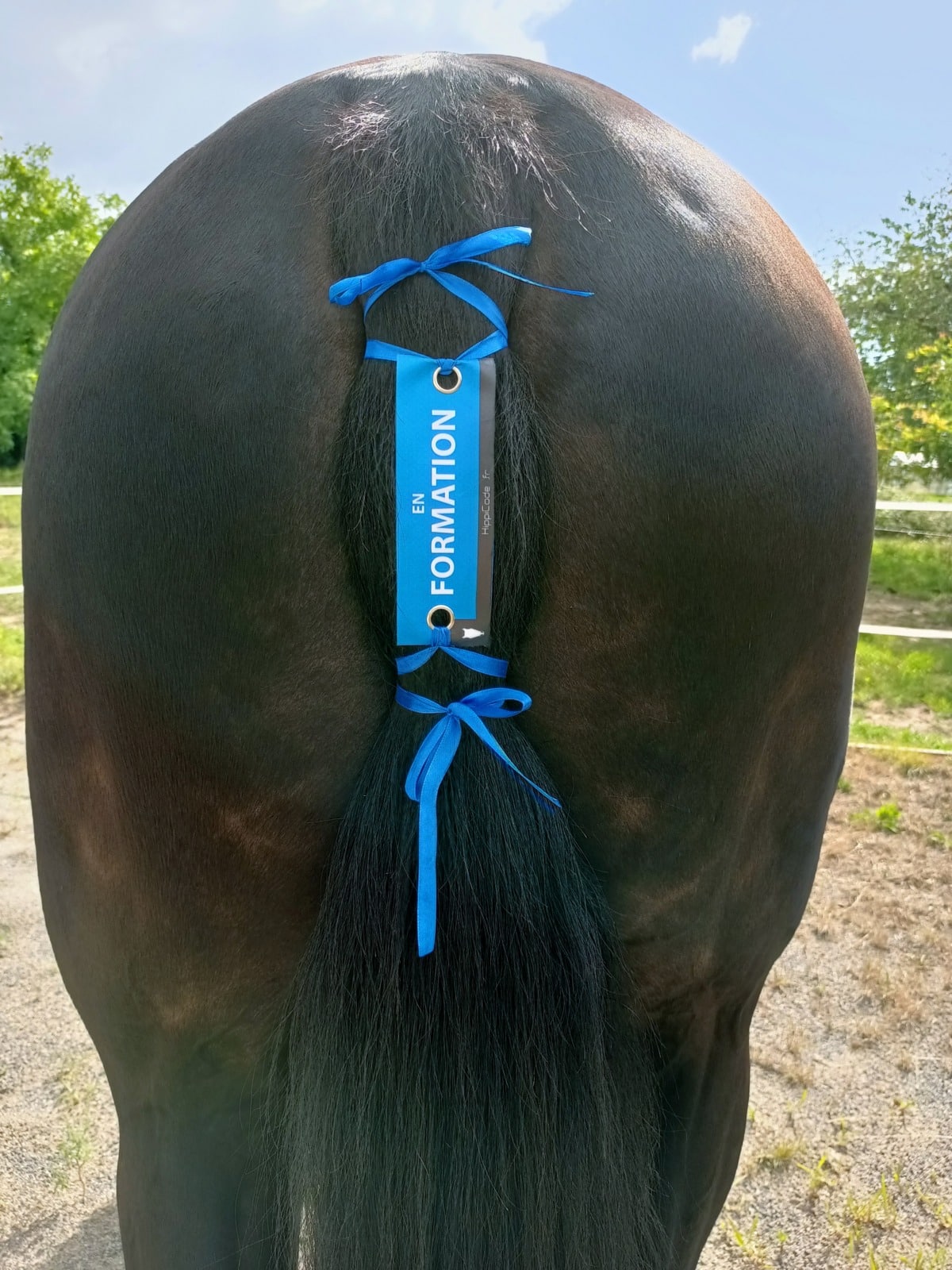 Œillet préventif HippiCode Œillet préventif HippiCode