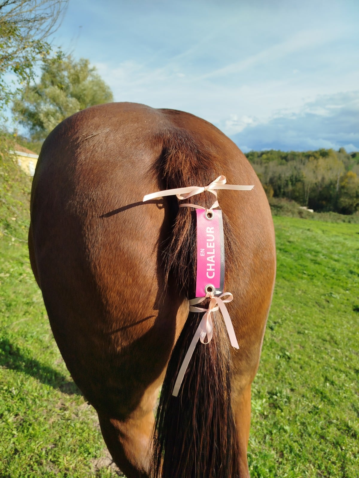 Œillet préventif HippiCode Œillet préventif HippiCode