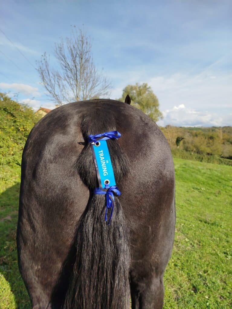 Œillet préventif HippiCode
