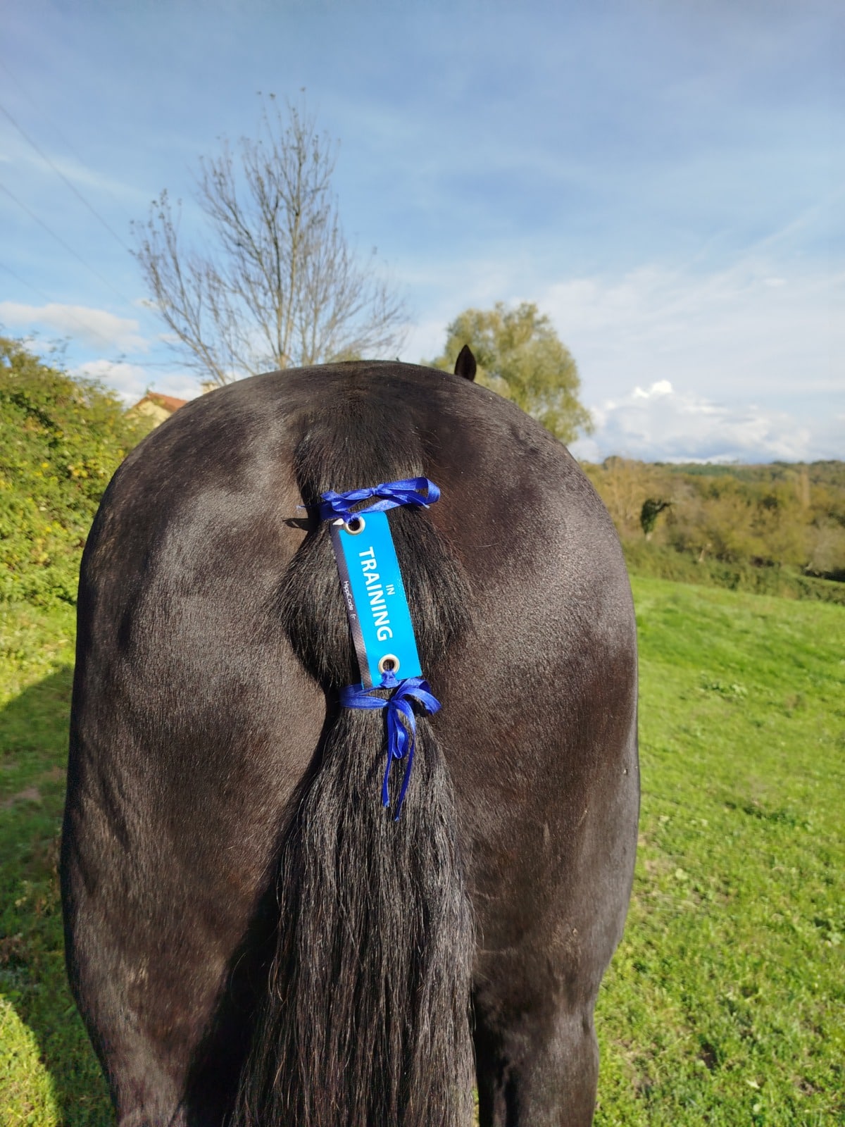 Œillet préventif HippiCode Œillet préventif HippiCode