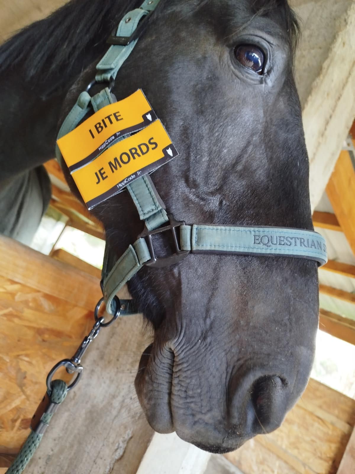 Scratch préventif HippiCode Scratch préventif HippiCode