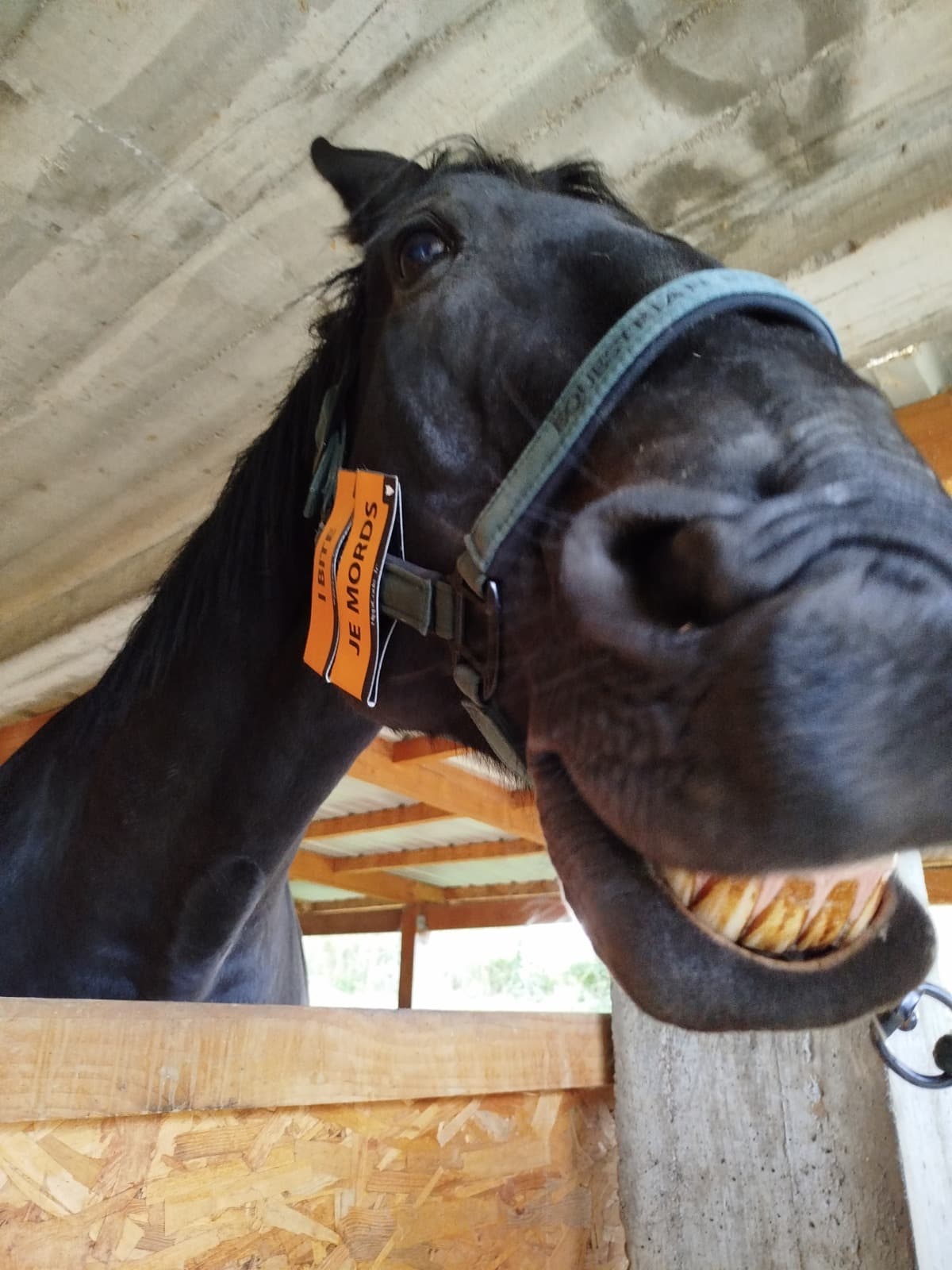 Scratch préventif HippiCode Scratch préventif HippiCode