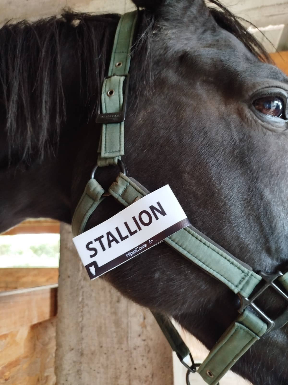 Scratch préventif HippiCode Scratch préventif HippiCode