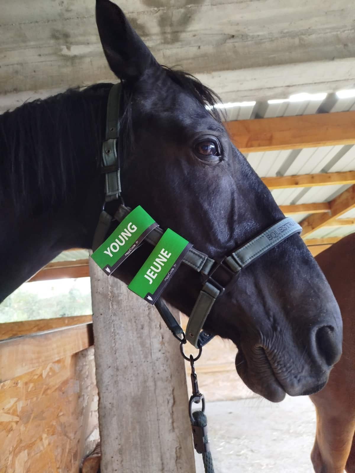 Scratch préventif HippiCode Scratch préventif HippiCode