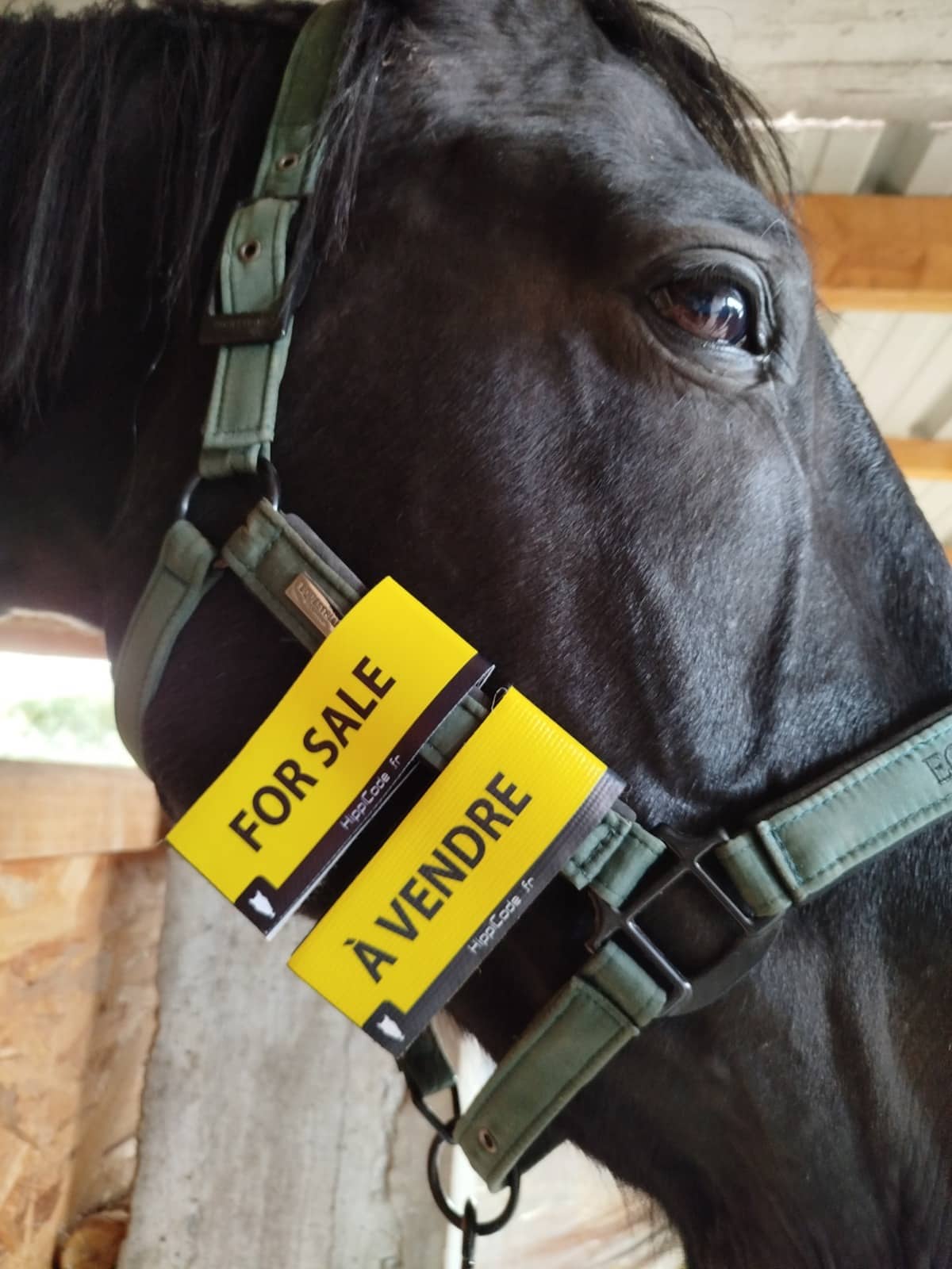 Scratch préventif HippiCode Scratch préventif HippiCode