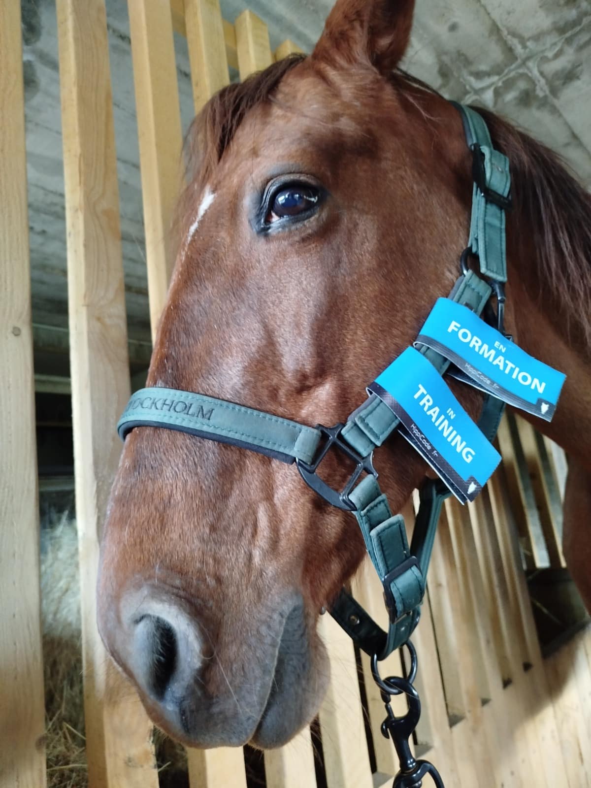 Scratch préventif HippiCode Scratch préventif HippiCode