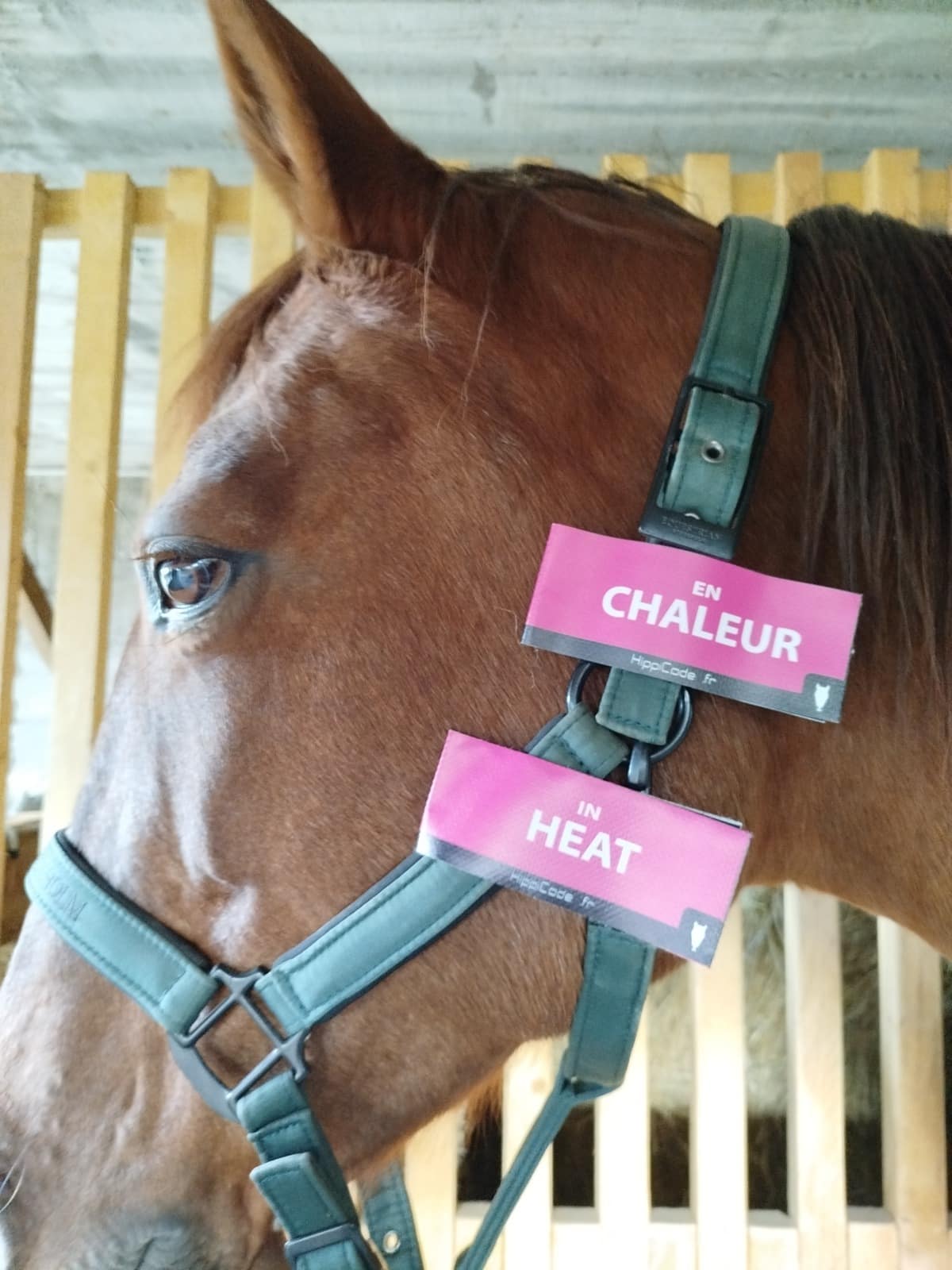 Scratch préventif HippiCode Scratch préventif HippiCode