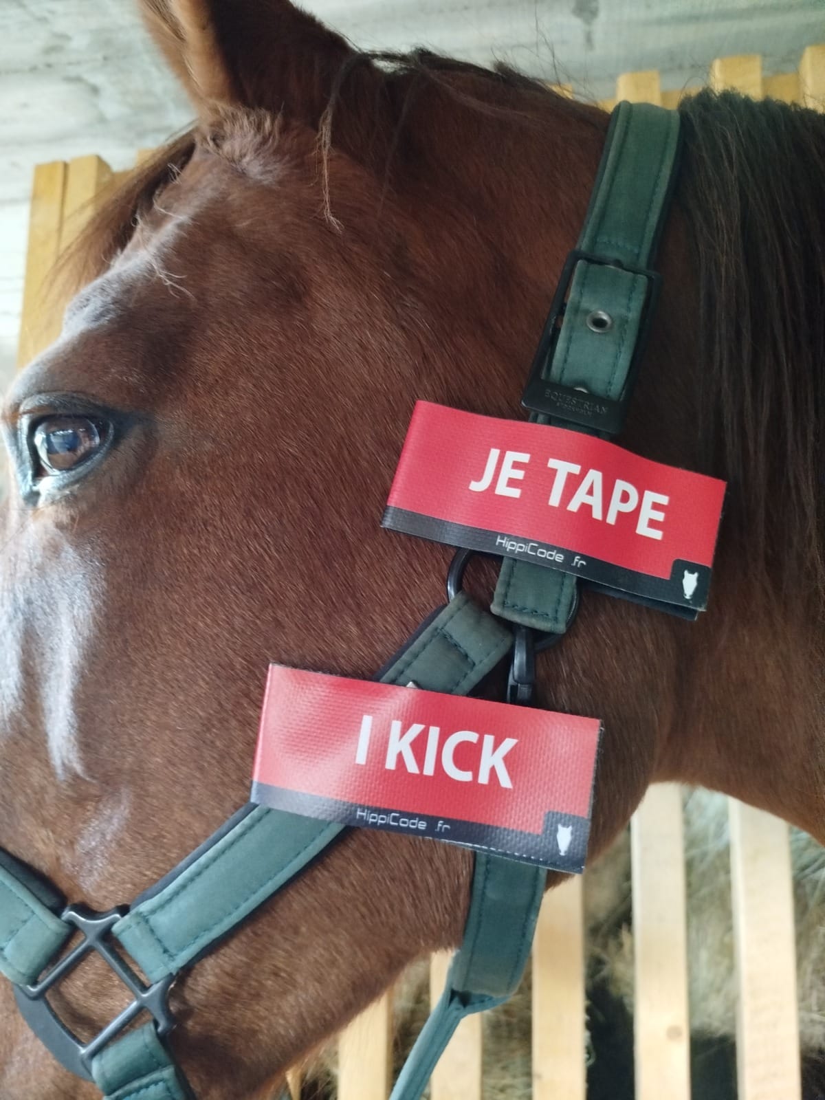 Scratch préventif HippiCode Scratch préventif HippiCode