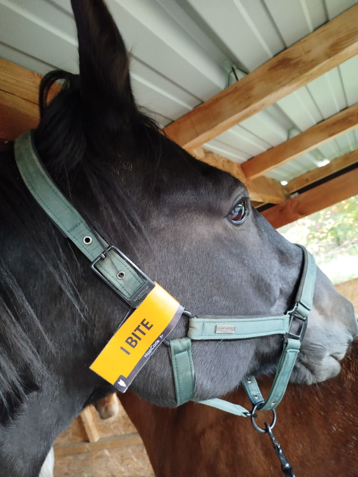 Scratch préventif HippiCode Scratch préventif HippiCode