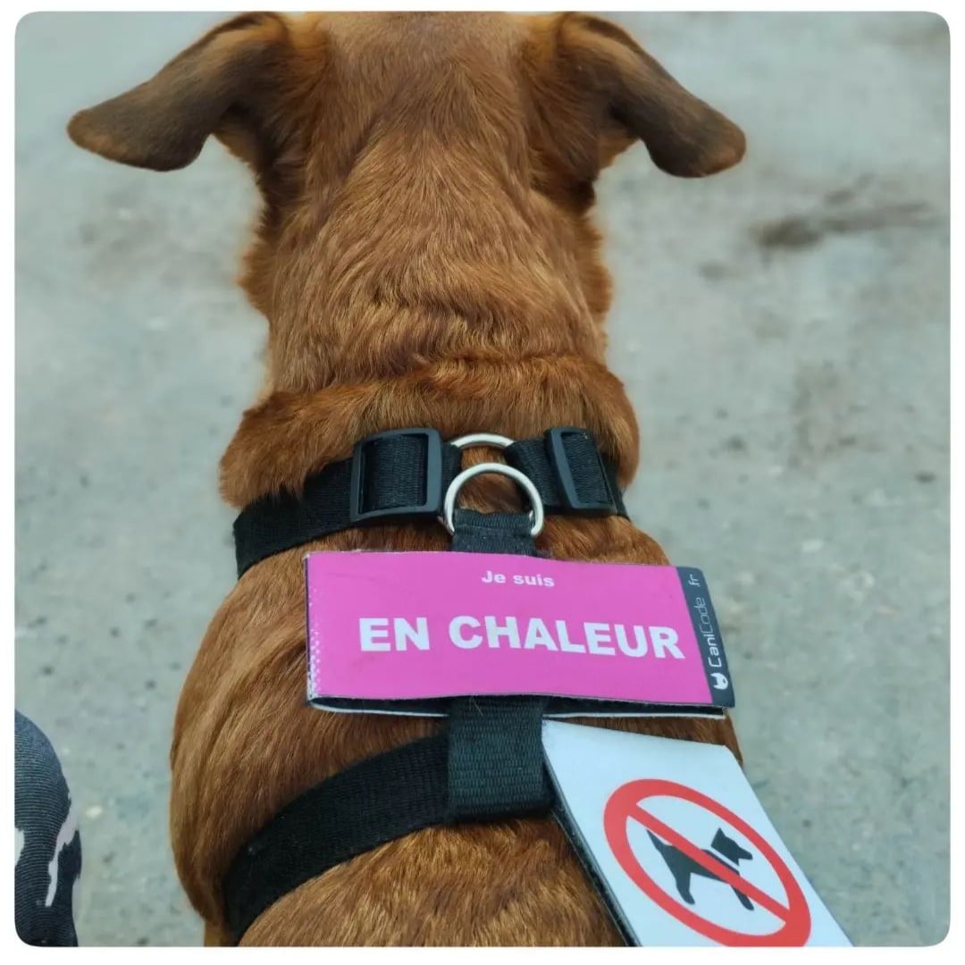 IMG_20230922_073802 - Copie