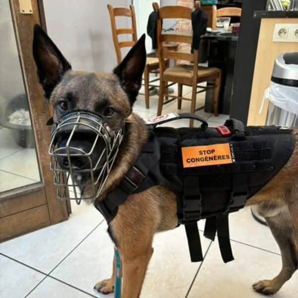 Chien réactif congénères porte sur son harnais tactique un scratch CaniCode STOP CONGENERES