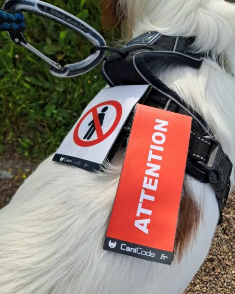 Chien réactif portant à son harnais deux scratchs CaniCode picto HUMAIN et un ATTENTION