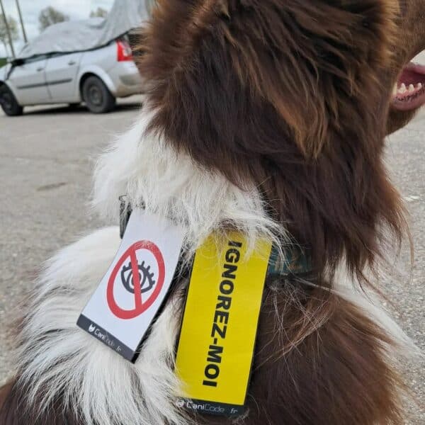Chien sensible portant à son collier deux scratchs CaniCode OEIL et IGNOREZ MOI