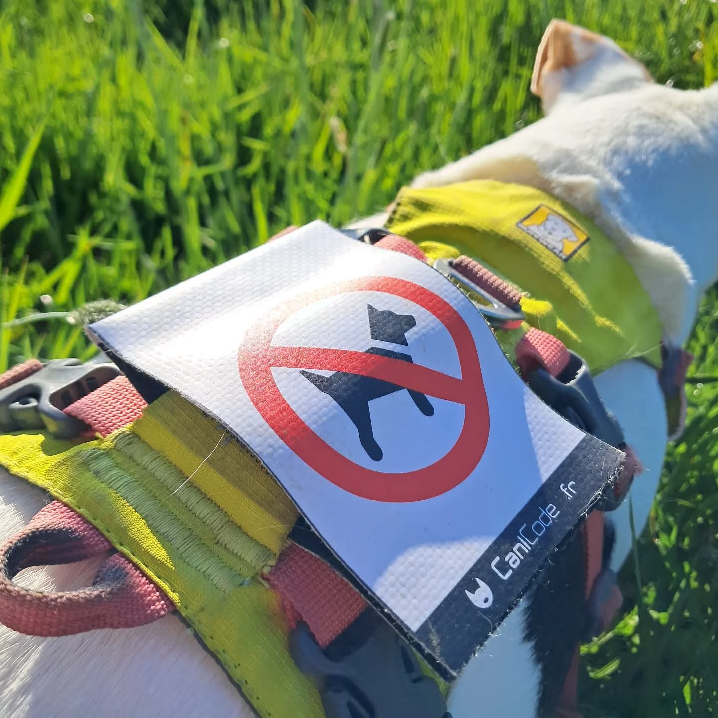 FB_IMG_1763630550750