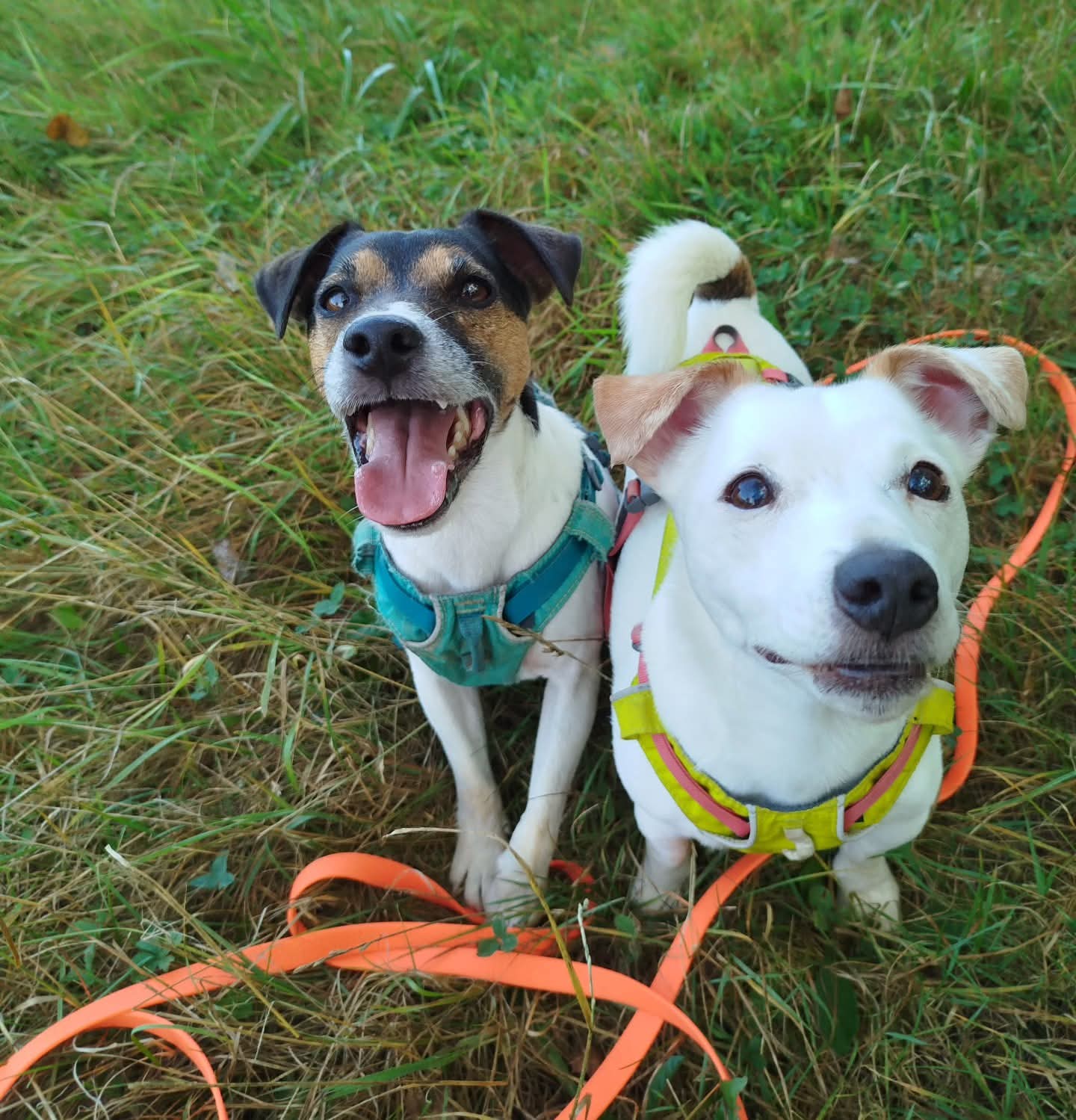 FB_IMG_1763630691591