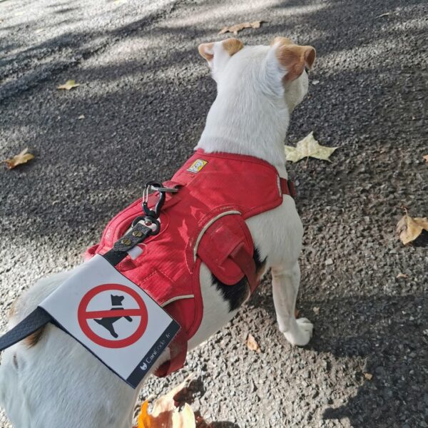 Chienne avec sa laisse en Hexa et son scratch CaniCode picto chien sur son harnais