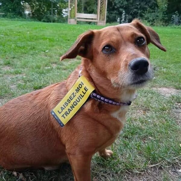 Chien portant à son collier un scratch CaniCode LAISSEZ MOI TRANQUILLE
