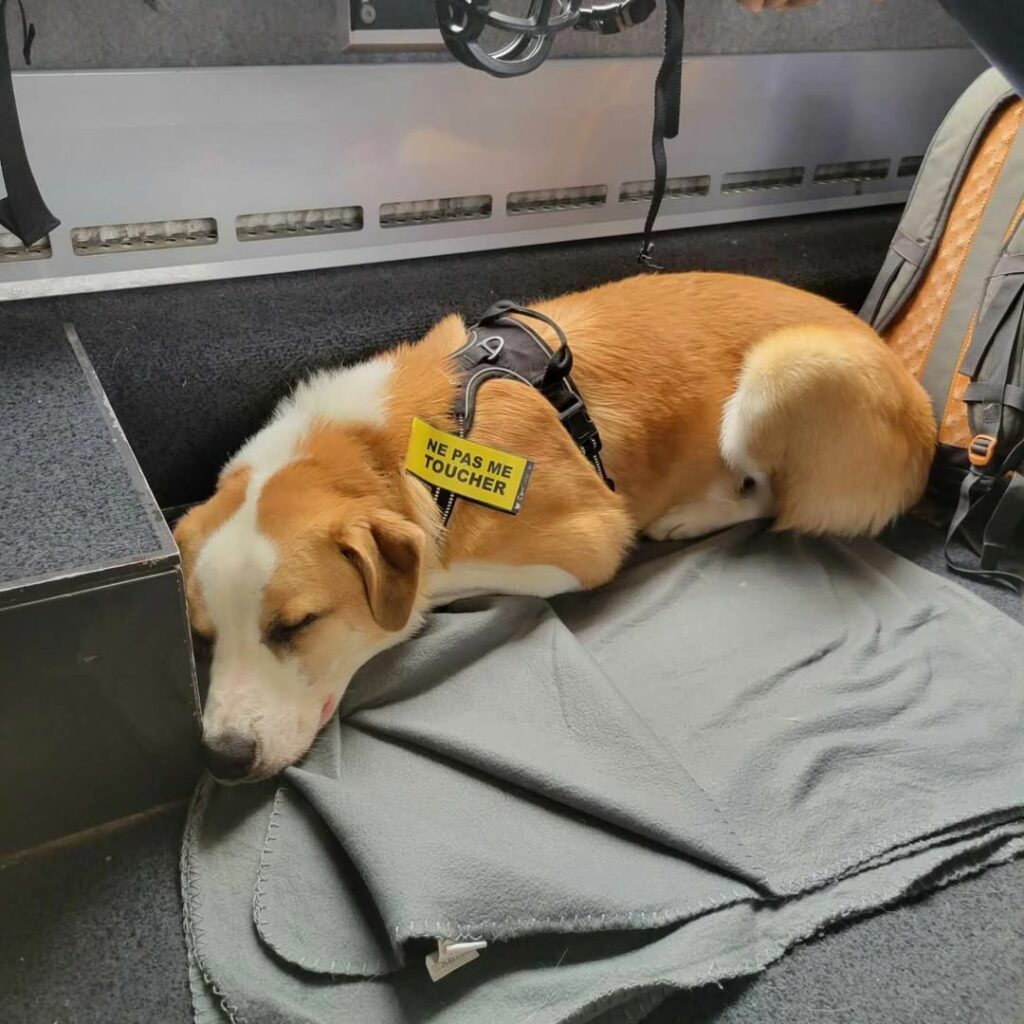 Chien dormant paisiblement dans un train et portant son scratch CaniCode NE PAS ME TOUCHER