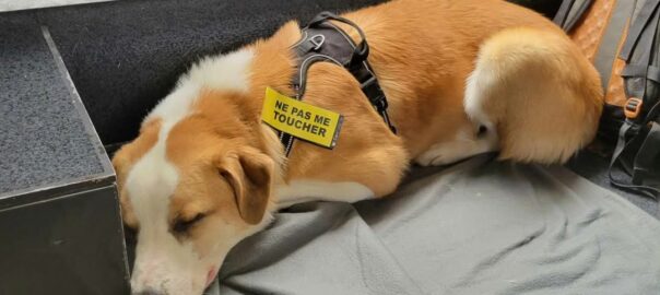 Chien dormant paisiblement dans un train et portant son scratch CaniCode NE PAS ME TOUCHER