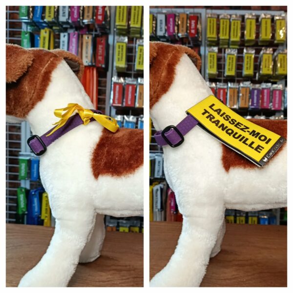 Chien avec d'un côté un foulard jaune et de l'autre un scratch CaniCode Laissez moi tranquille