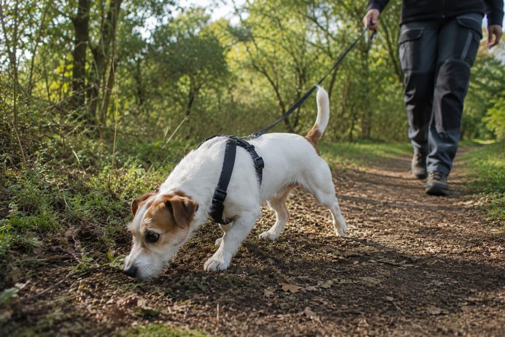 Promenade en forêt avec chien qui a le nez au sol
