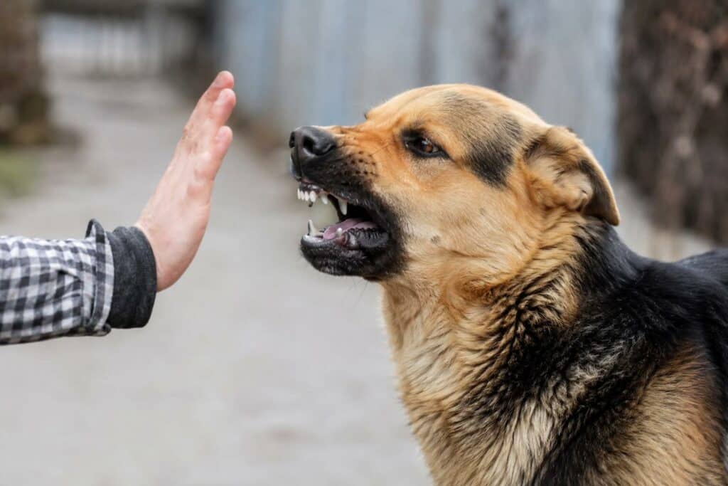 chien et main