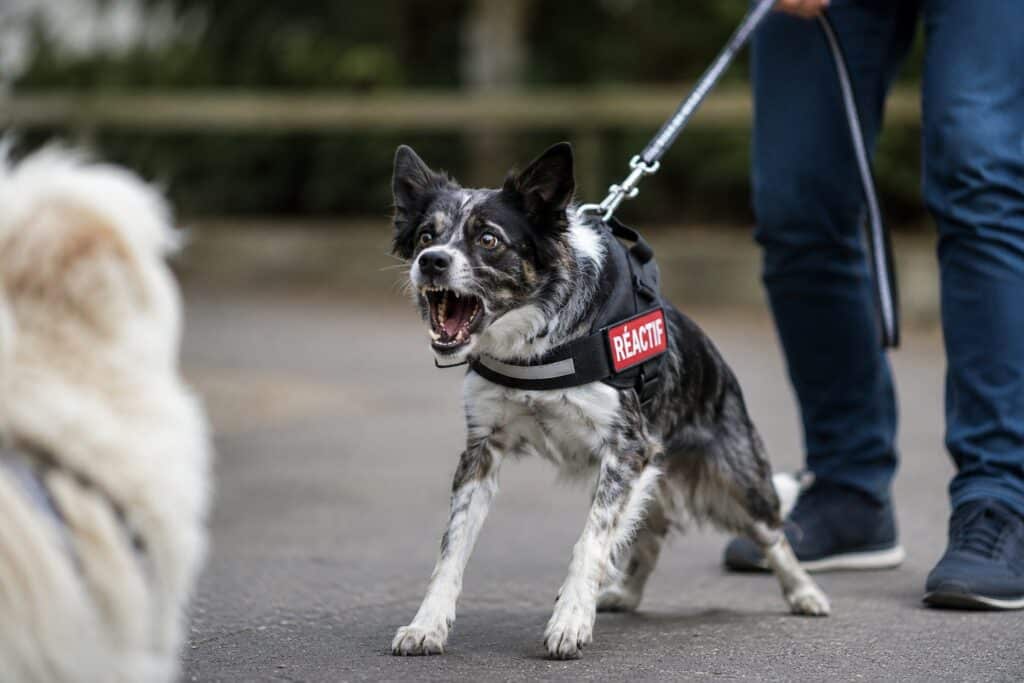 chiens réactif