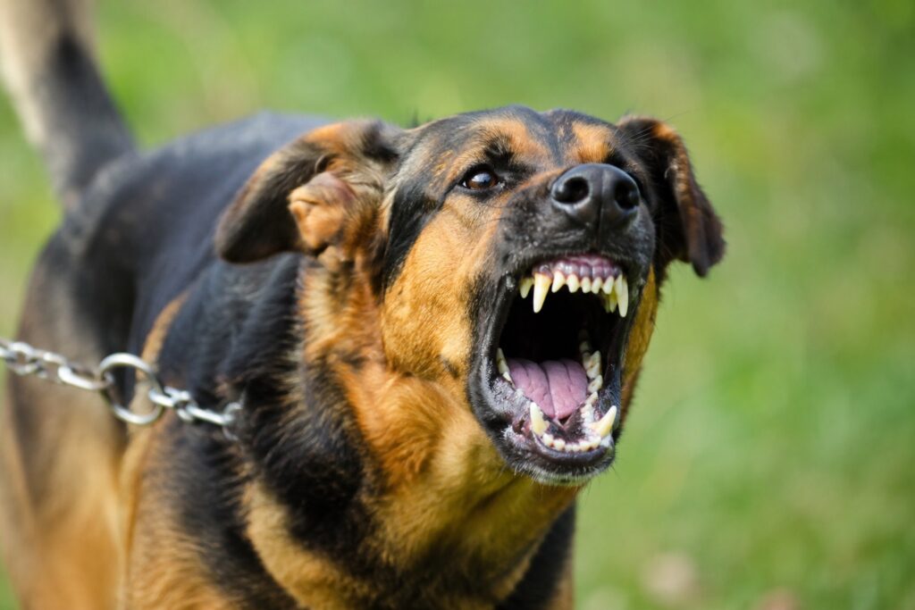 Chien qui aboie